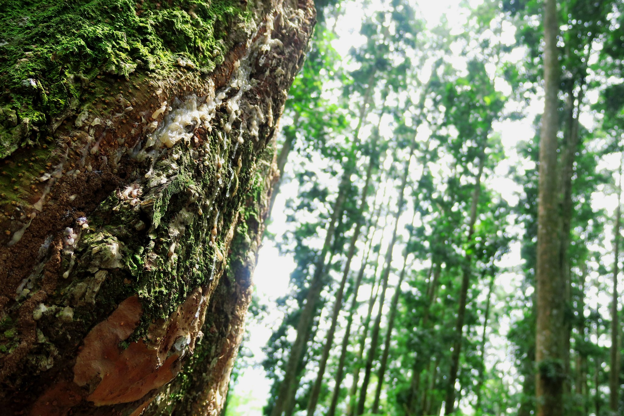 Potret pohon di hutan Indonesia | Foto: Alvianisme