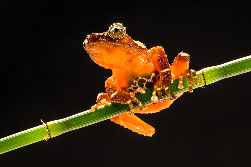 katak pohon mutiara