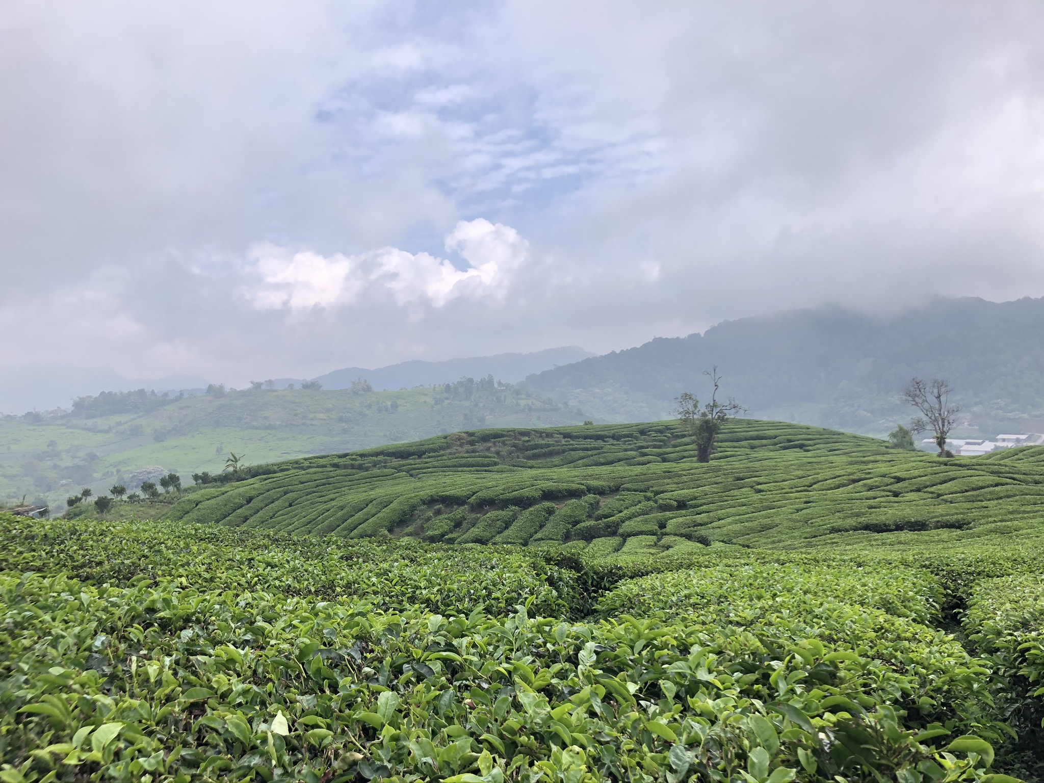 Kebun Teh Danau Kembar | Foto : Dokumentasi Pribadi (@anggisput)