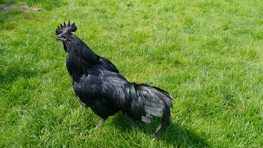 Seekor pejantan Ayam Cemani © Bombastis