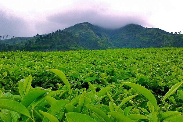 Kebun Teh Tambi | Foto: Merahputih.com