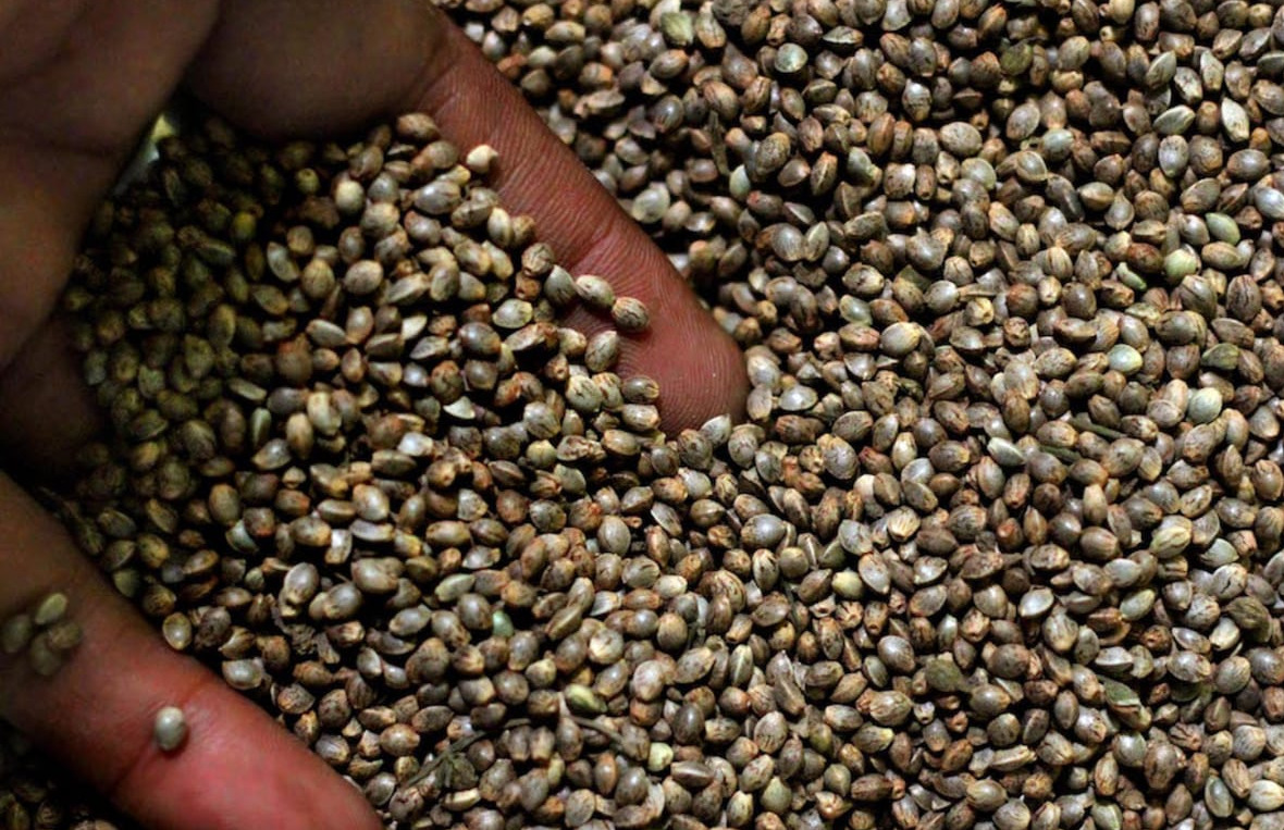 Dahulu, biji ganja kerap dimasukkan sebagai bumbu pelengkap kari © Kumparan