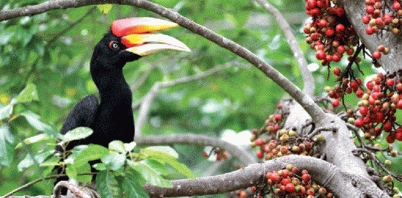 Rangkok Badak | Sumber: www.kayanmentarangnationalpark.com