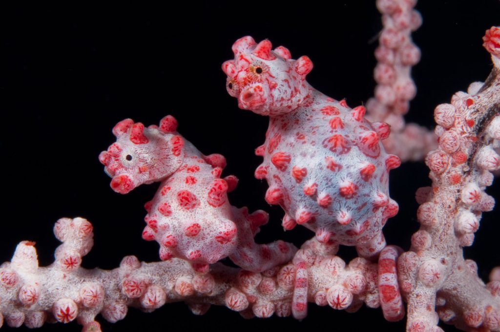 Kuda laut kerdil