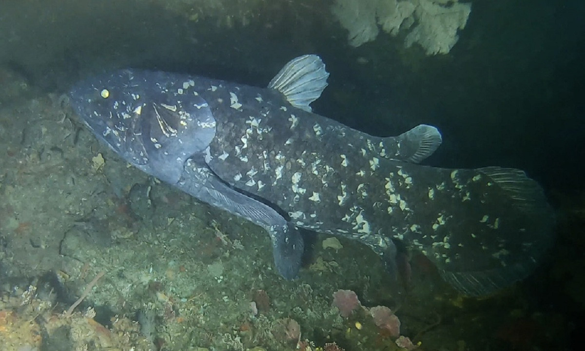 Ikan Raja Laut