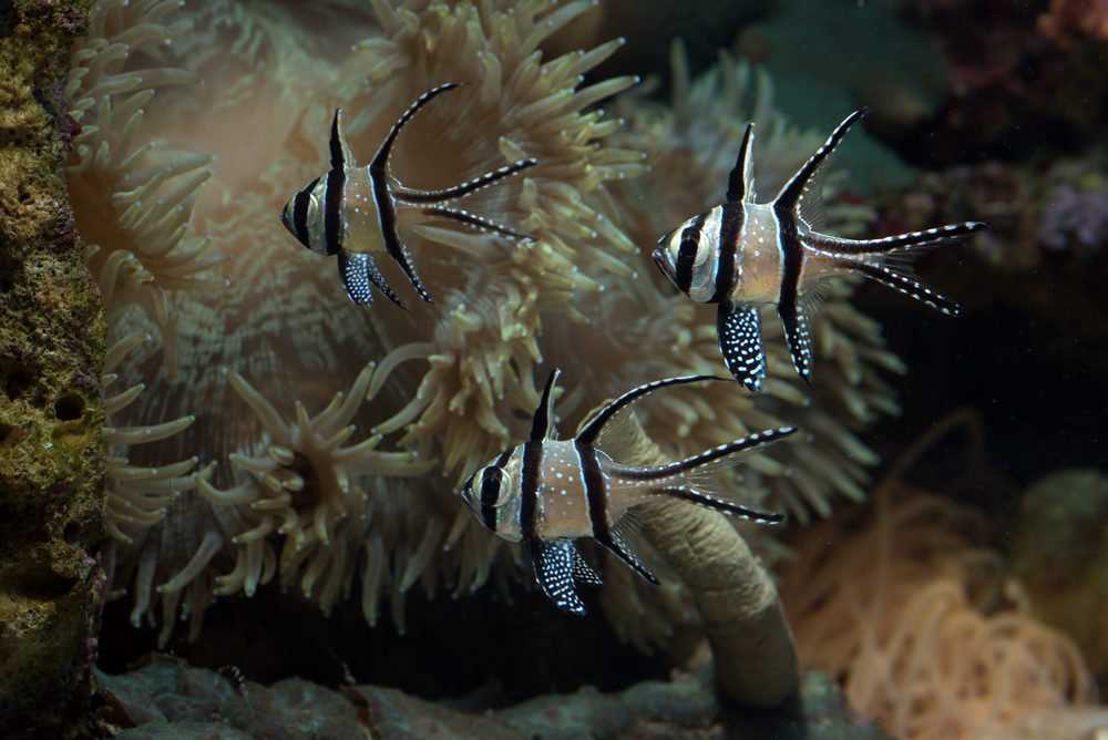 Ikan Kardinal Banggai