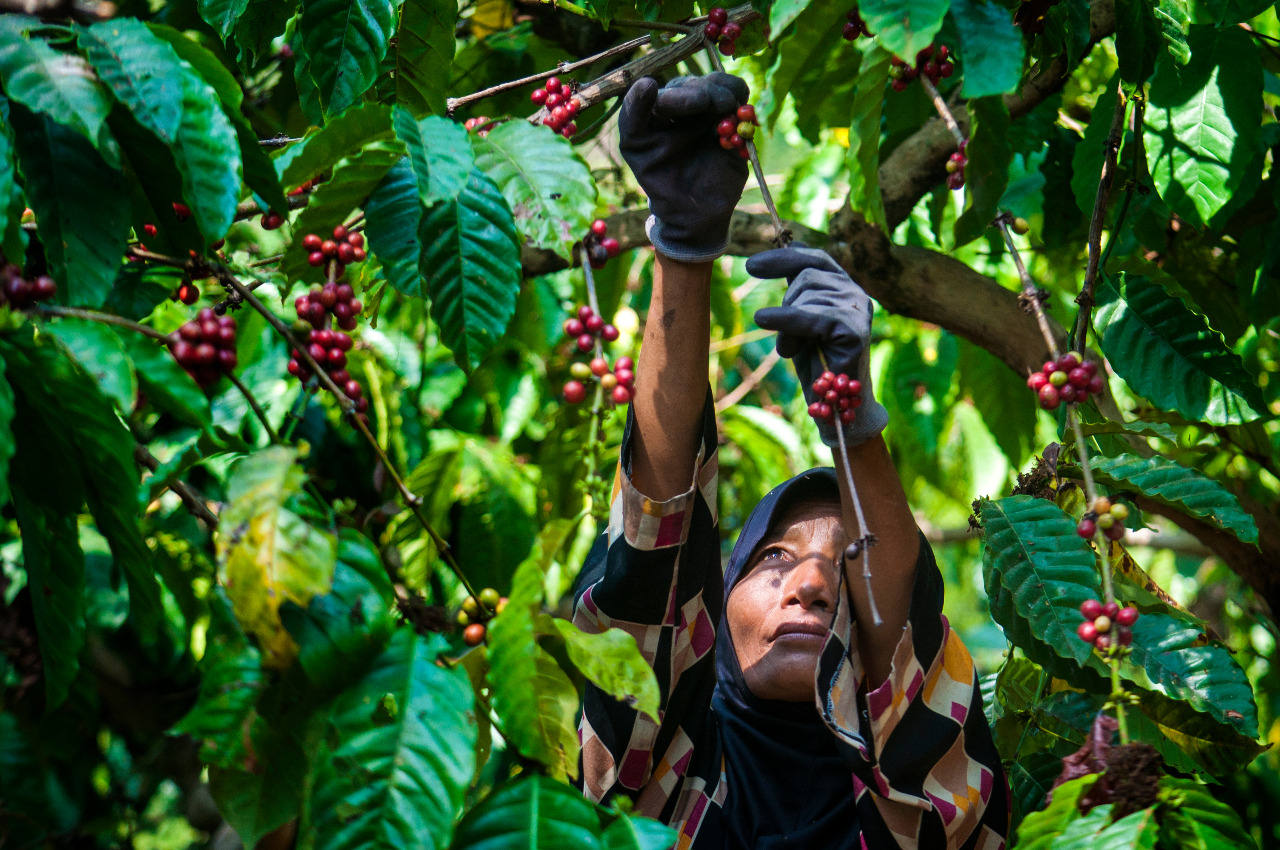 Ilustrasi petani kopi perempuan | Weilmar/Shutterstock