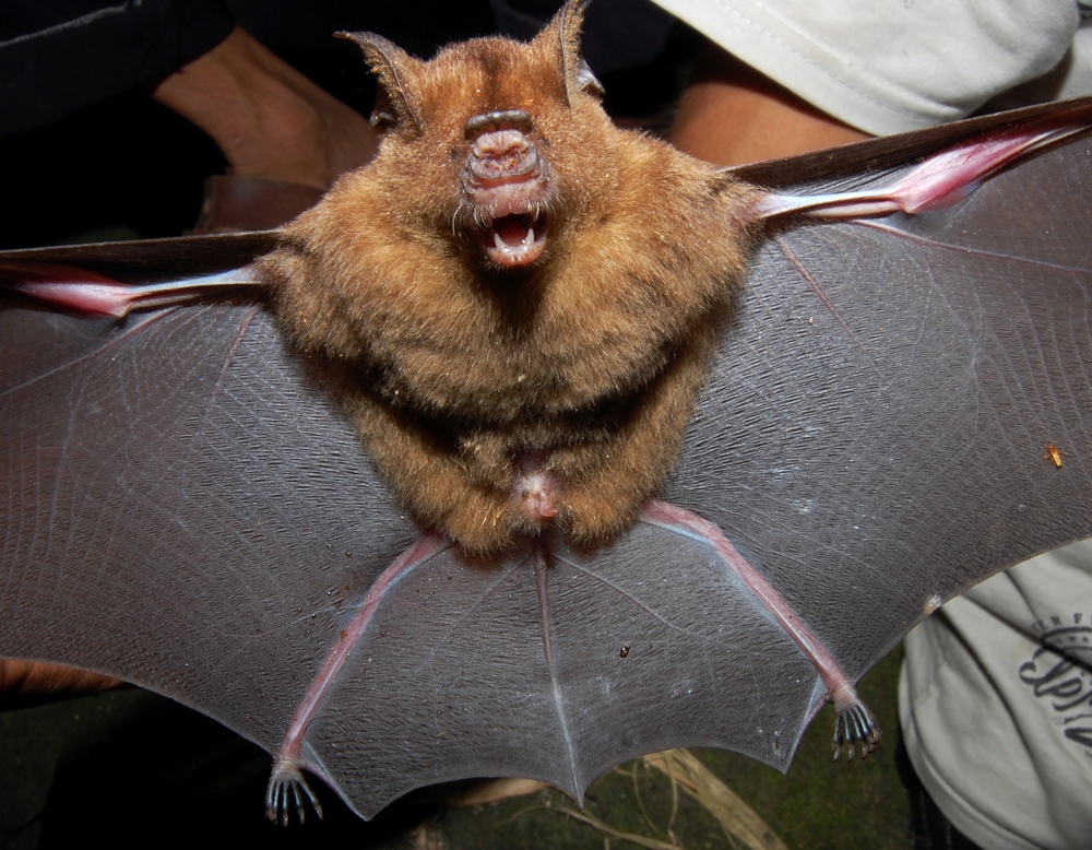 Hipposideros larvatus | Wibowo Djatmiko (lisensi bebas GNU)