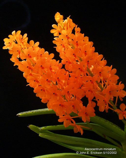 Ascocentrum miniatum | John E Erickson