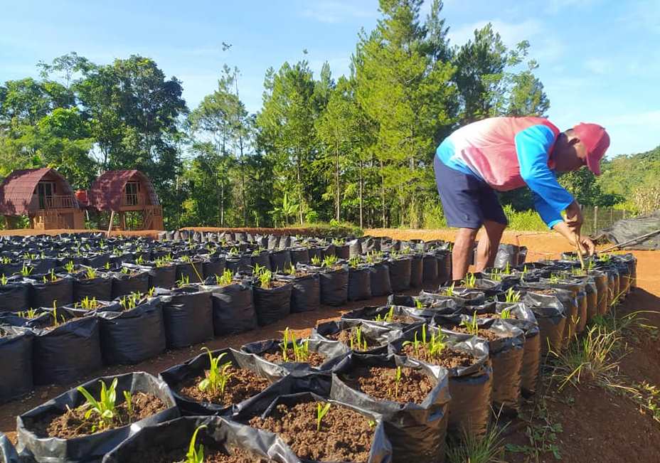 Potret kebun hanjeli | Foto: desawisatahanjeli.info