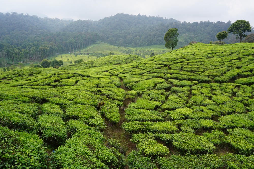 Kebun teh Rancabali | @Andy Kristono Shutterstock