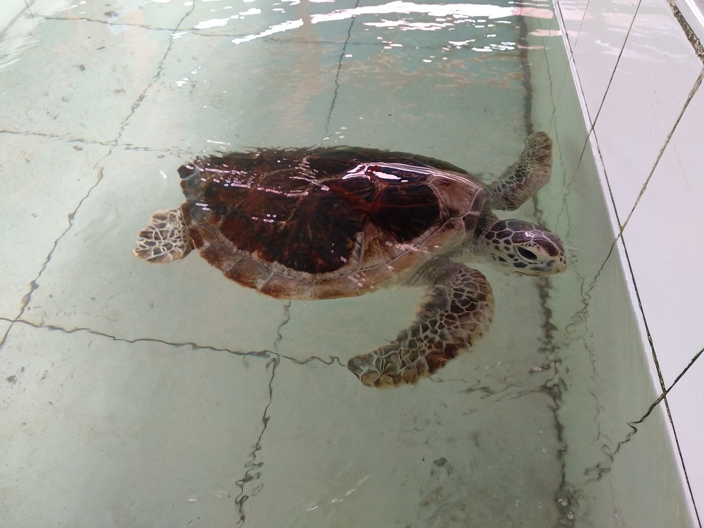 Penangkaran Penyu Desa Apar