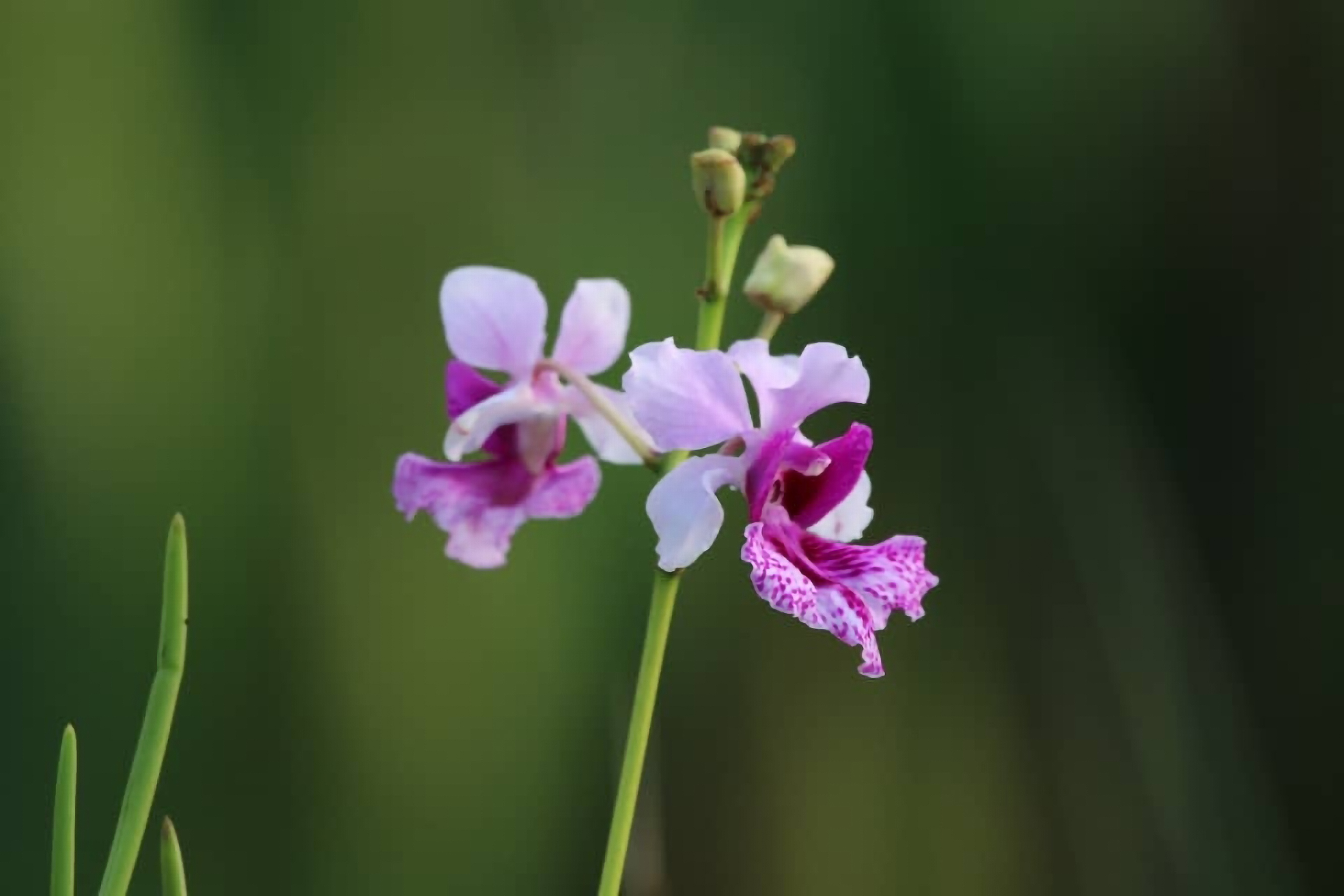 Foto : Iddianan (inaturalist.org)