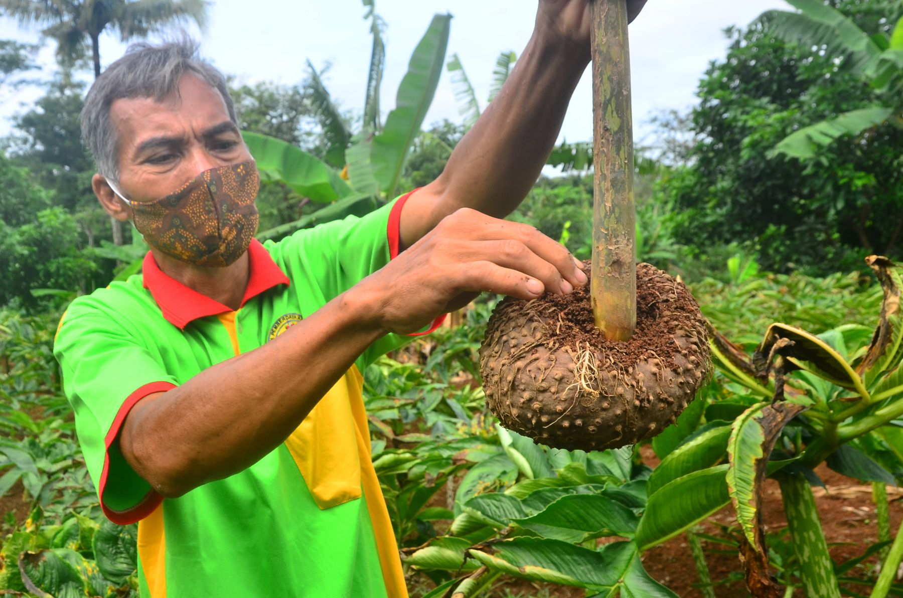 Petani menunjukkan umbi tanaman Porang
