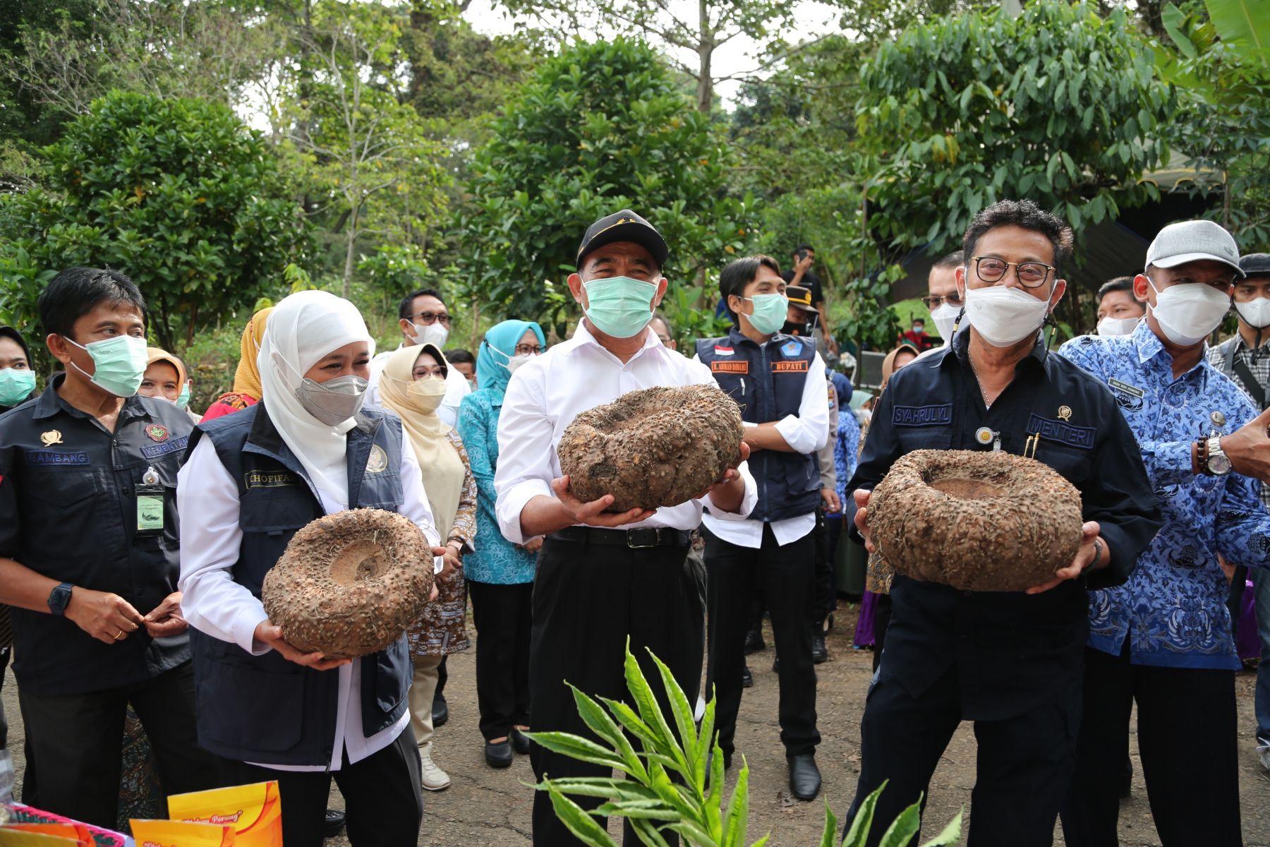 Mentan Syahrul Yasin Limpo dan Menko PMK Muhadjir Effendy saat melakukan Gerakan Panen Porang di di Desa Klangon, Saradan, Madiun, Jatim. Sumber: https://mediaindonesia.com/ekonomi/412643/porang-dulu-tak-dilirik-sekarang-banyak-dicari-orang