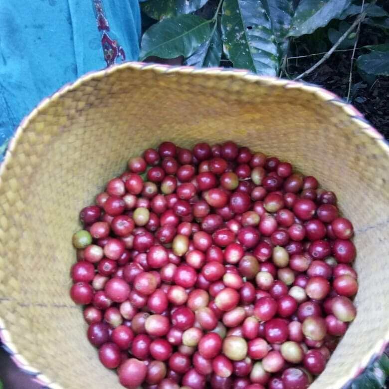 Biji Kopi yang Baru Dipanen