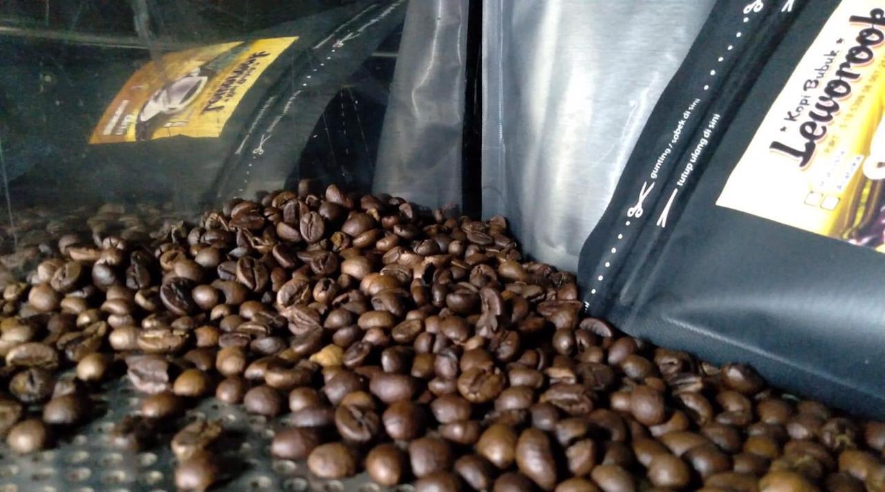 Biji kopi robusta yang merupakan jenis kopi Leworook