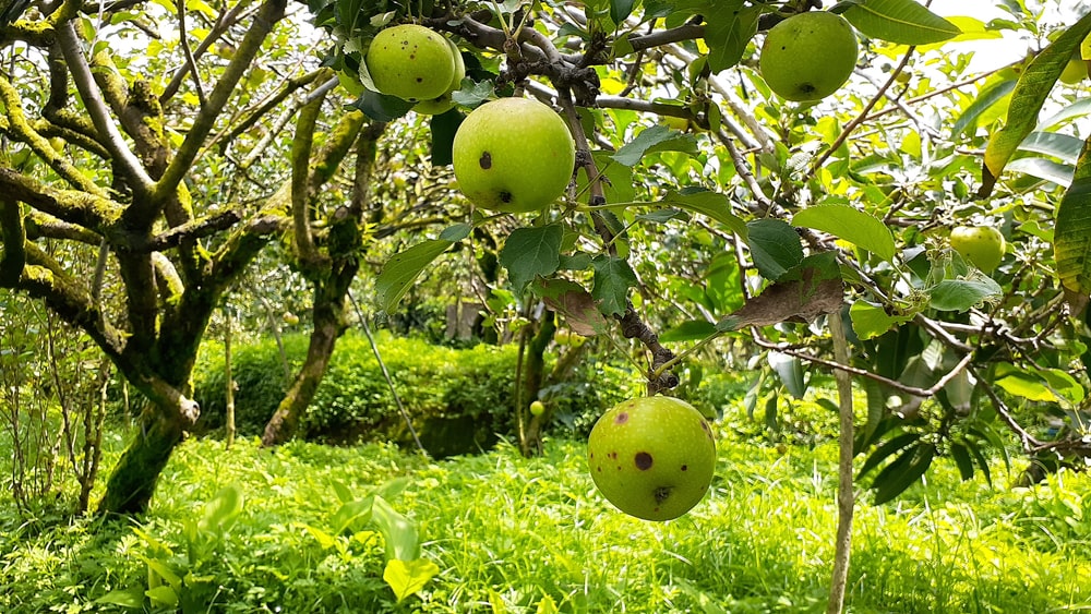 Tanaman apel dengan buah yang rusak