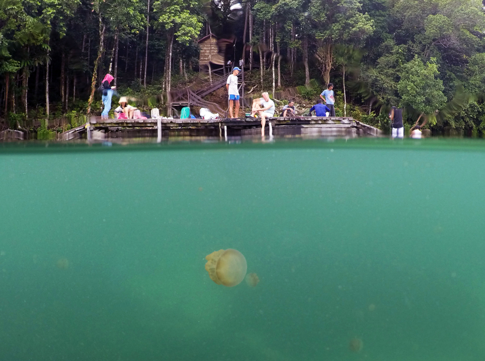 Danau Kakaban | @Arief Adhari Shutterstock
