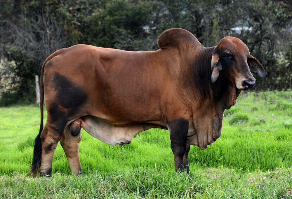 Sapi Brahman