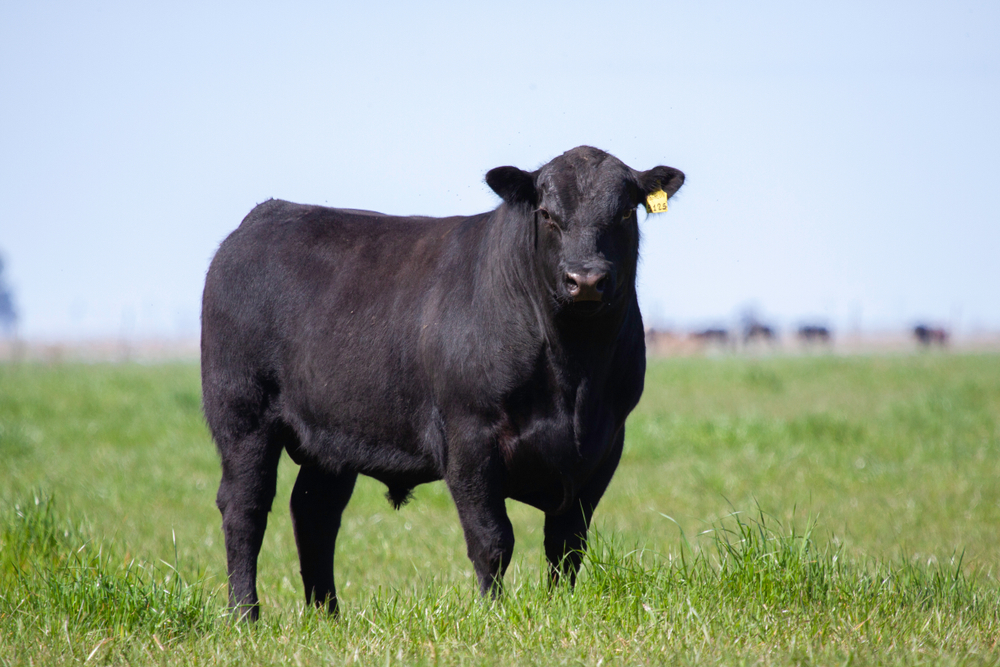 Sapi Angus