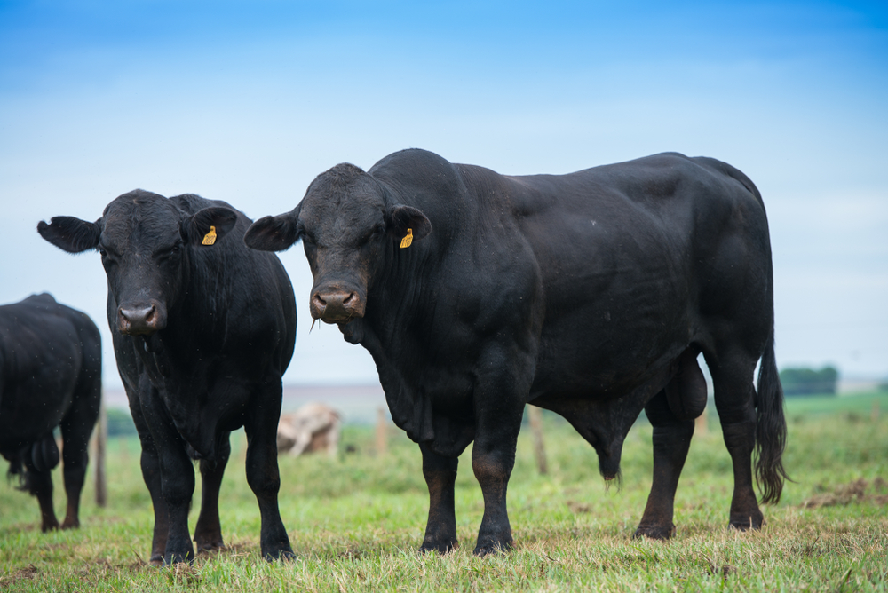 Sapi Brangus, hasil kawin silang sapi Brahman yang besar dan berpunuk dengan sapi Angus hitam