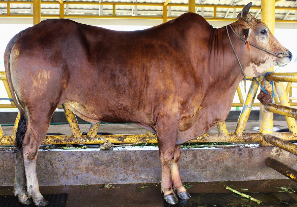 Sapi Madura dewasa