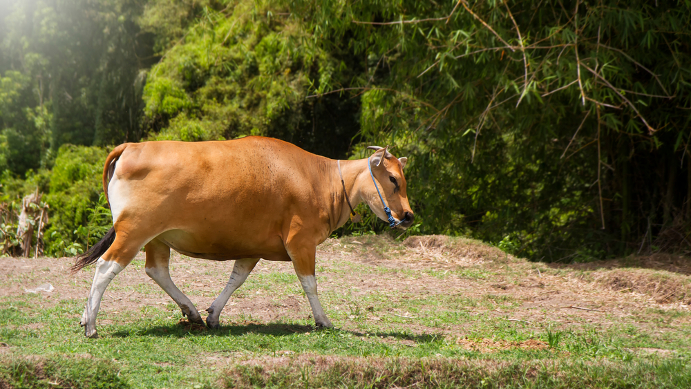 Sapi Bali