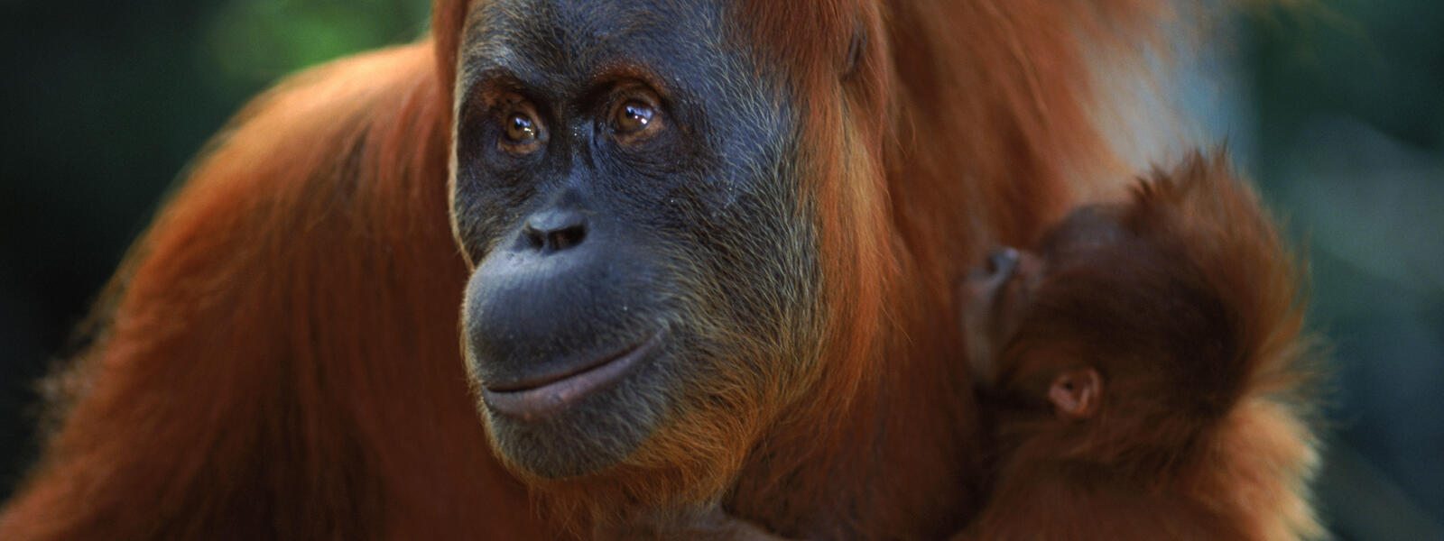 Orang Utan Sumatra | Foto: WWF/Anup Shah