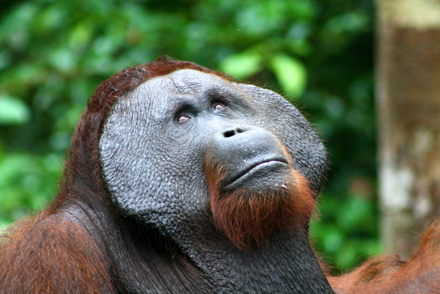 Orang Utan Kalimantan | Center for International Forestry Research (CIFOR)