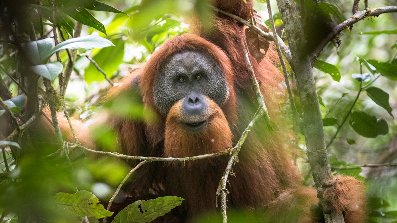 Orang Utan Tapanuli | Andrew Walmsley/Minden Pictures