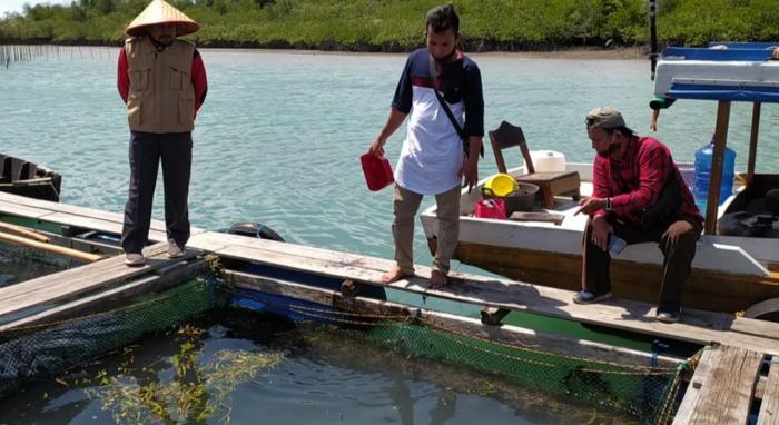 Maulayadi saat memantau budidaya ikan kerapu