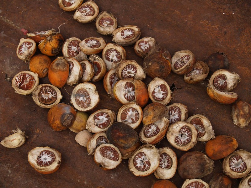 Buah pinang berisi biji bernilai ekspor. | Foto: flickr.com/Reloaded