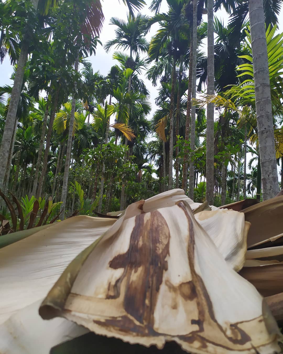 Pelepah pinang yang dapat diolah menjadi kerajinan piring. | Foto: instagram.com/rumahjambee