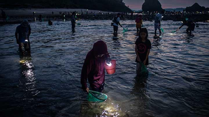 Potret penangkapan nyale | Foto: tempo.co 