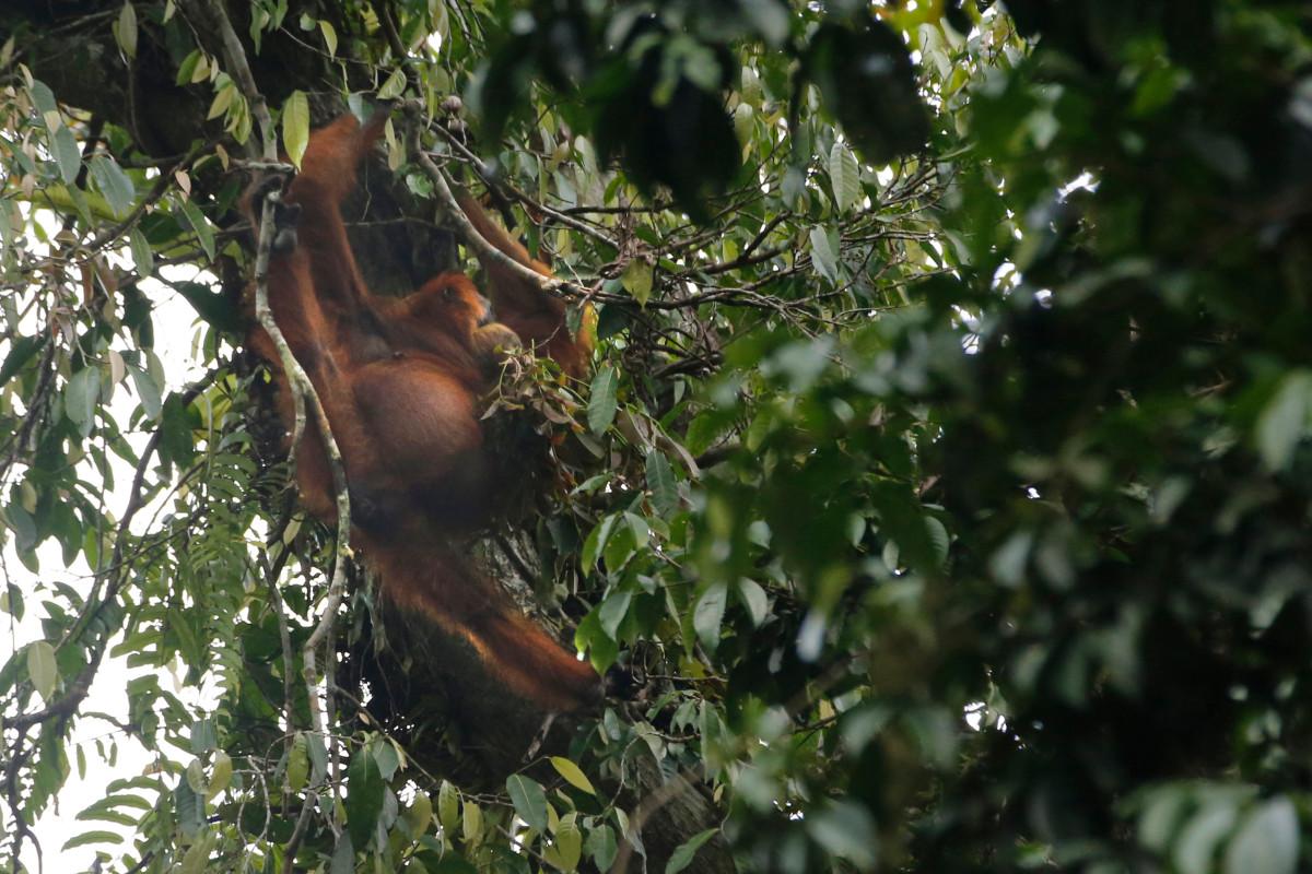 Orang Utan Sumatra pada TNGL | Galeri Imaji Pertiwi