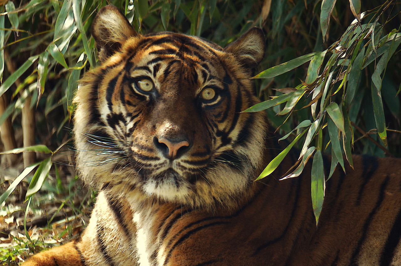  Harimau | @TheoRivierenlaan Pixabay 