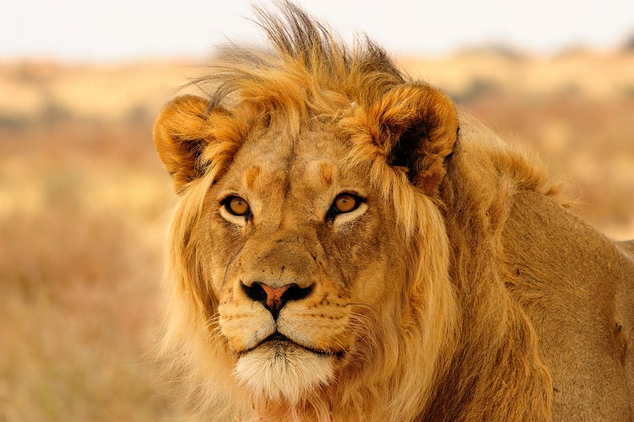 Chronotype Singa | Shutterstock