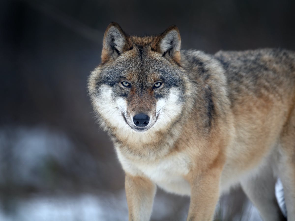 Chronotype Serigala | The Guardian News