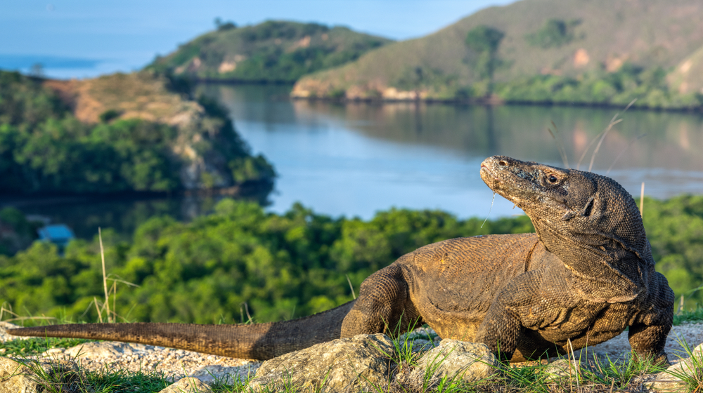 komodo