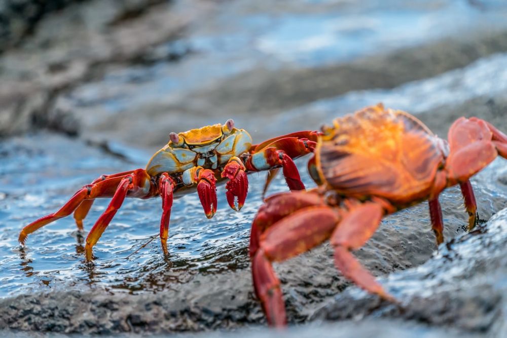 Crab mentality | Foto: IDN Times