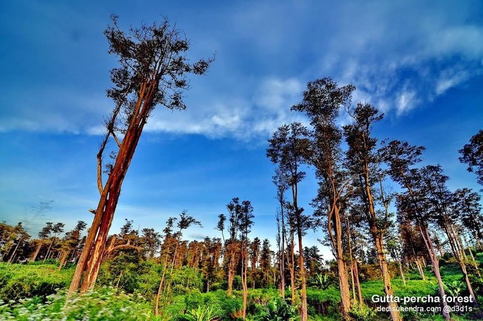 Hutan Gutta Percha Cipetir