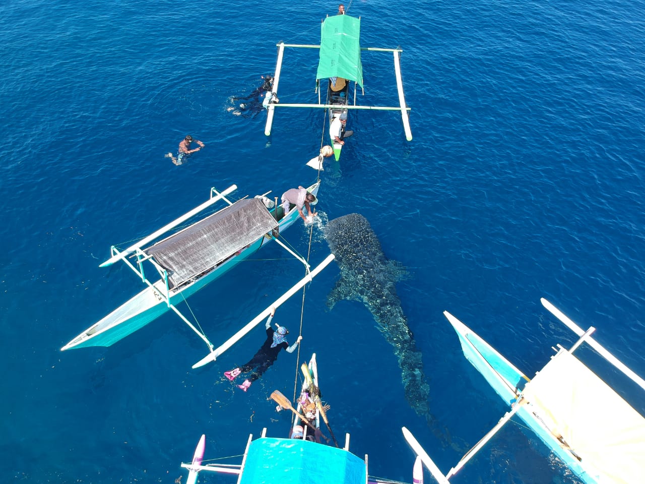 Kehadiran hiu paus di pantai Botubarani, Gorontalo beberapa waktu lalu yang menjadi daya tarik wisatawan lokal maupun mancanegara