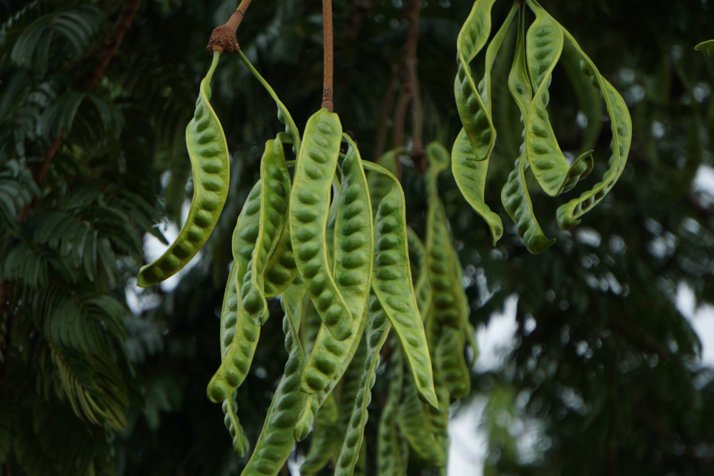 pohon petai