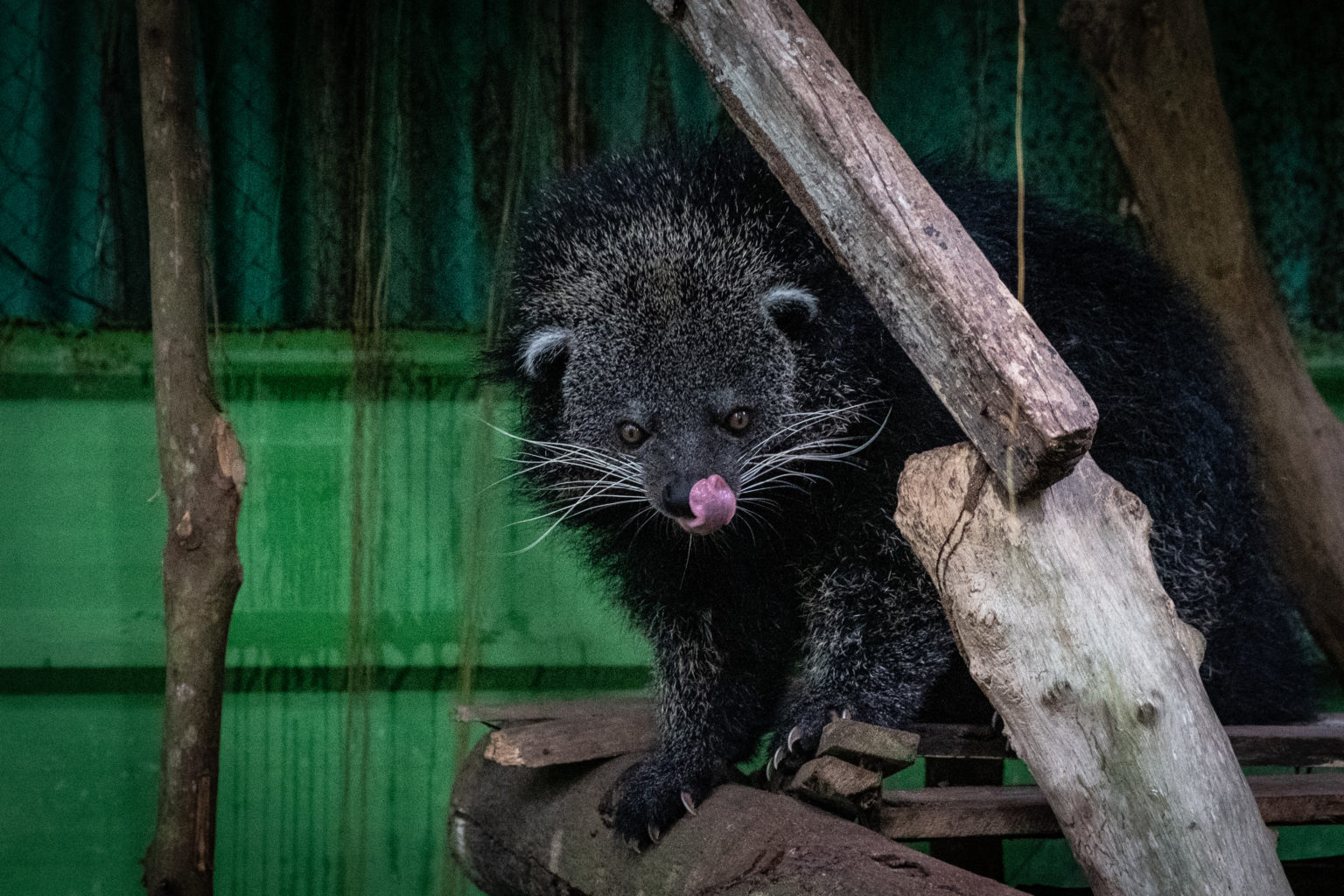 Binturong, salah satu hewan yang ada dalam mitos masyarakat Bangka