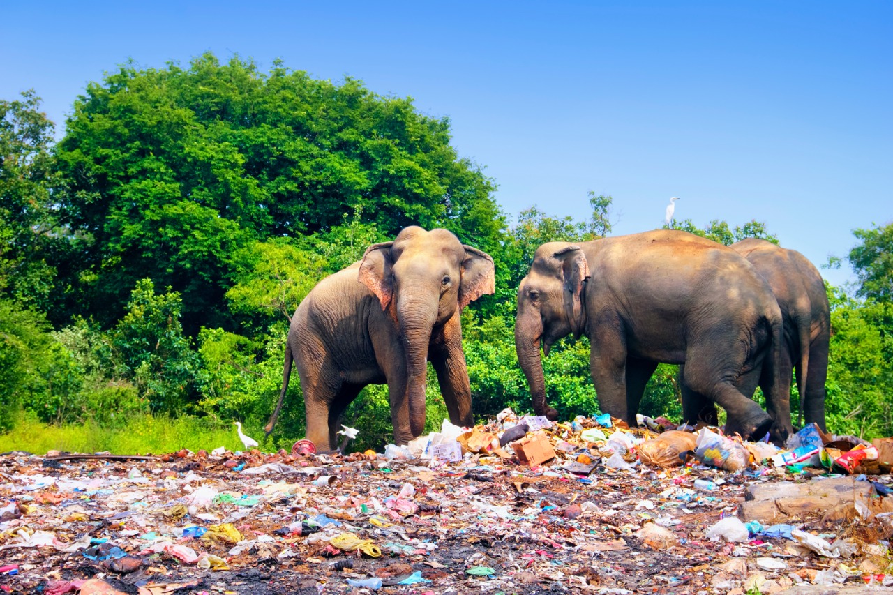 Dua ekor gajah berkeliaran di sekitar tempat pembuangan sampah di di pinggir Taman Nasional Minneriya, Sri Lanka