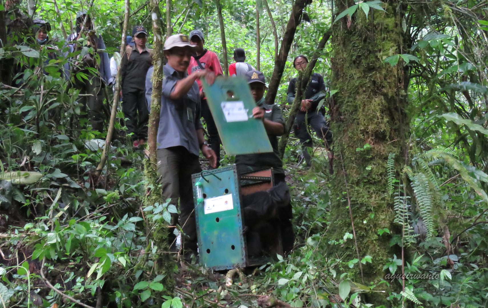 Pelepasan lutung budeng