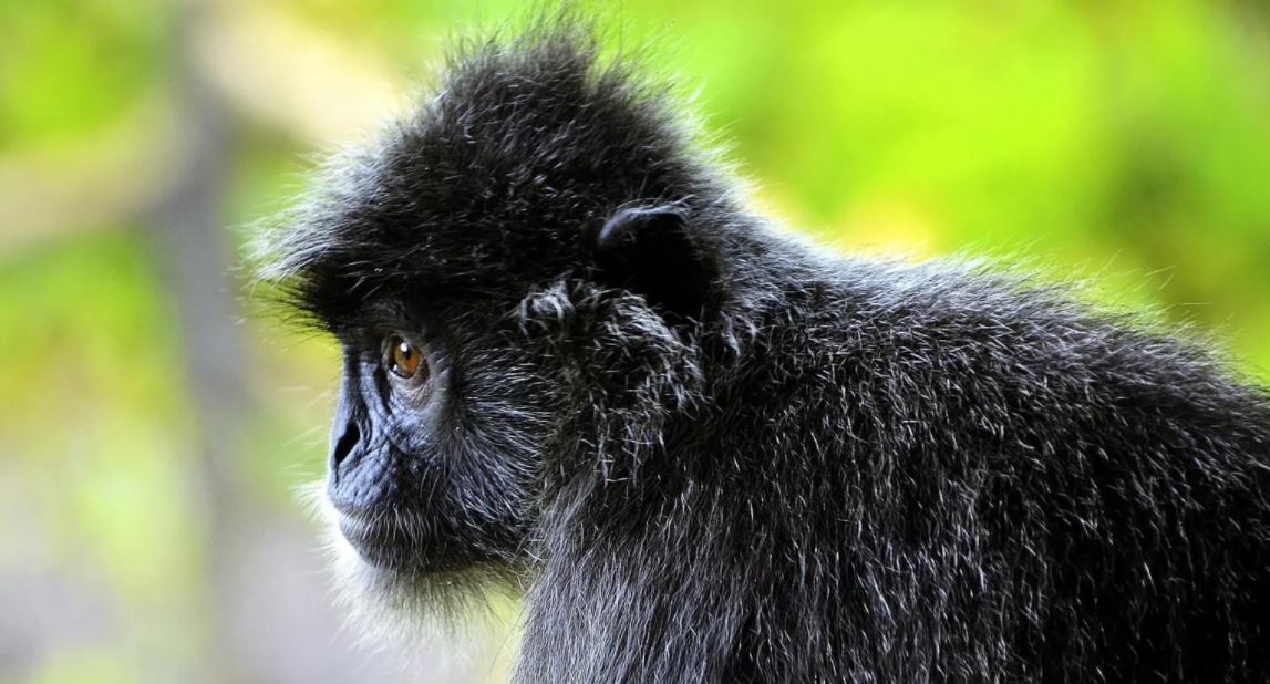 Lutung Budeng dewasa