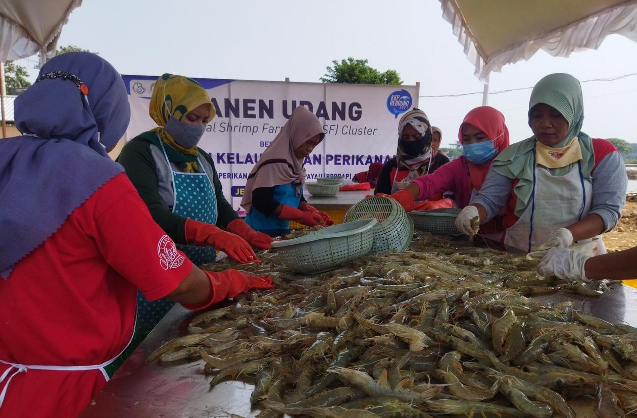 Pembangunan produksi udang nasional