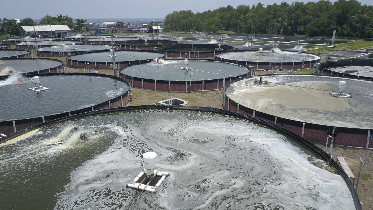 Penerapan tambak udang program Milenial Shrimp Farming